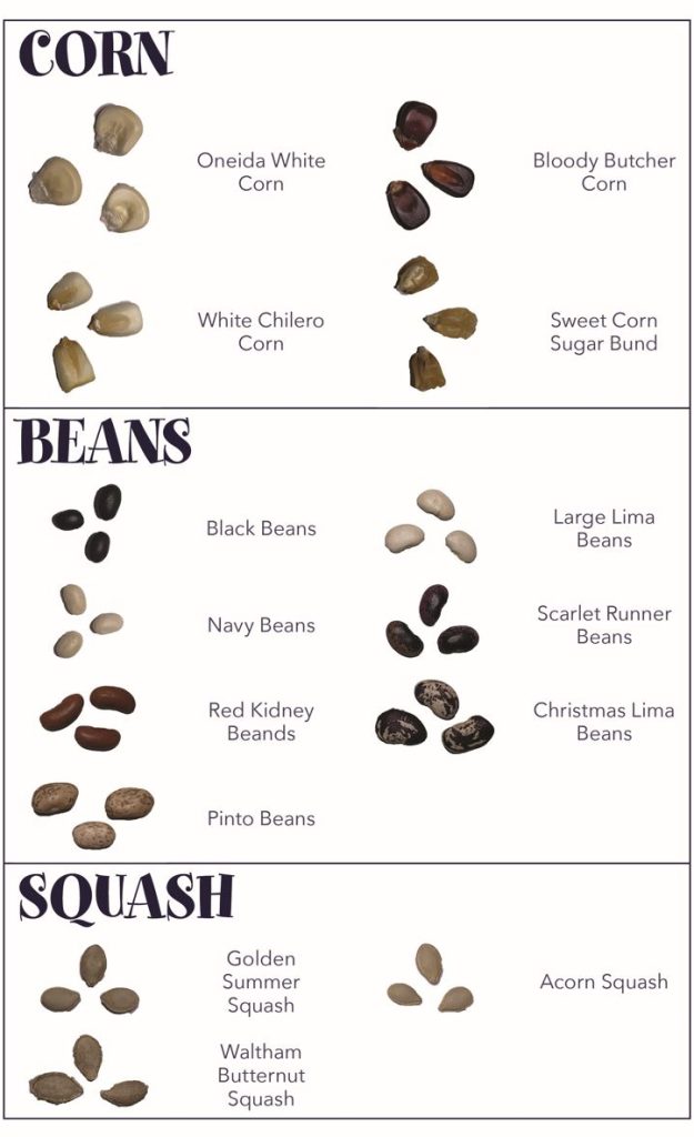 Corn Bean Squash Seed Key